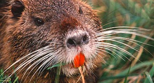 Al via il piano di sterminio delle nutrie in Veneto: uso di gabbie e armi da fuoco