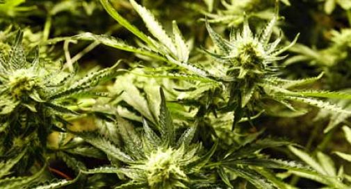 Infermiera coltiva marijuana in giardino, beccata