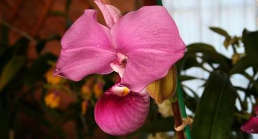 Orchidea Asolo 