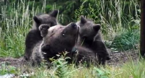 Uccidete quel cucciolo di orso!