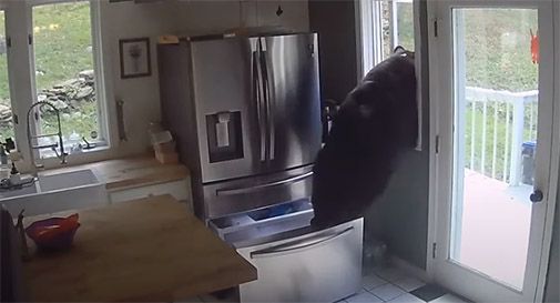 orso entra in cucina