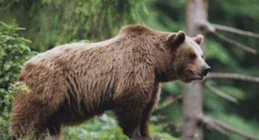 L' orso M4 uccide ancora, sbranata una mucca