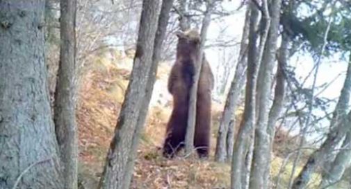 L'orso si gratta sull'albero, il video diventa virale