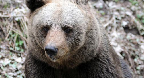 Trentino approva legge per abbattimento orsi: se ne potranno uccidere 8 all'anno