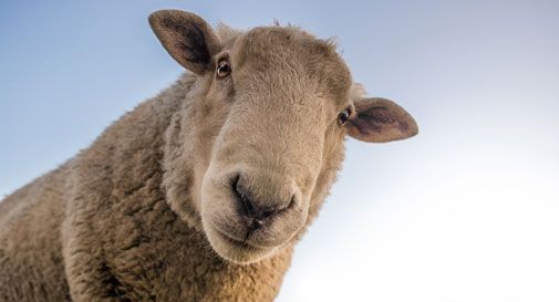 Iscrivono quattro pecore a scuola per non far chiudere il plesso