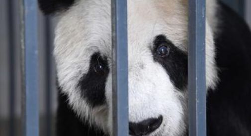 E' morto Pan Pan, il panda maschio più vecchio del mondo