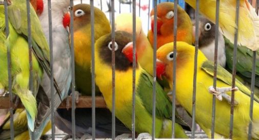 Oltre cento pappagallini e conigli in auto, denunciato per traffico di animali