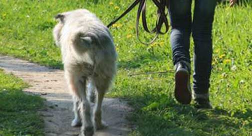 Strattonata dal cane finisce in un dirupo, 15enne all'ospedale