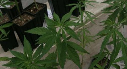 Cannabis light: stop dal Senato