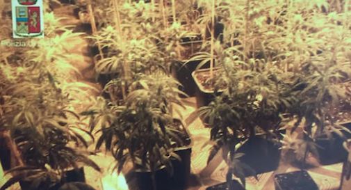 Cinesi coltivano mille piante di marijuana in un capannone