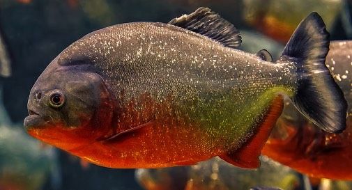 Piranha