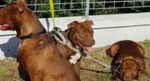 Lascia i pitbull fuori dal supermercato: sbranano il cagnolino e staccano un dito al padrone