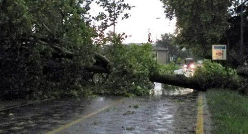 Bomba d'acqua sul vittoriese, a Colle Umberto crolla un platano