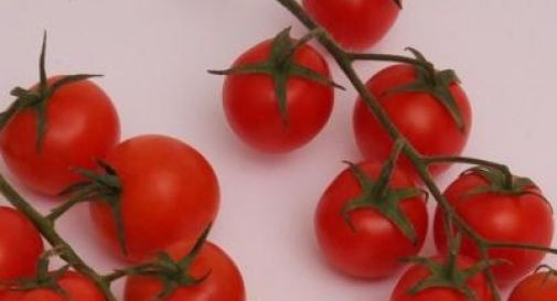 Dalle banane ai pomodori, ecco cosa non mettere (mai) in frigo