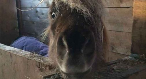 Pony perde il pene, una colletta per ricostruirglielo