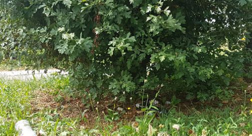 Fa i bisogni nel giardino della scuola, il consigliere: 