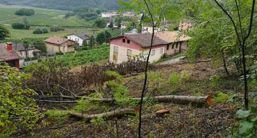 Protesta contro il nuovo vigneto al posto del bosco: 