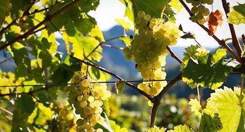 Boom di richieste per il Prosecco Bio, il consorzio doc sblocca la riserva vendemmiale