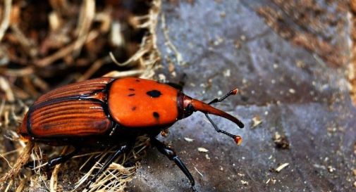 Insetti alieni, è allarme invasione