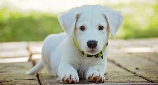 Refrontolo, picchiano il cucciolo e tentano di evirarlo con un elastico