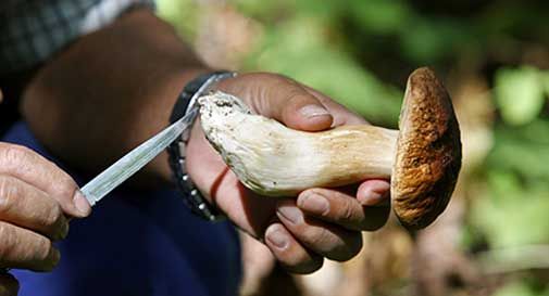 Ulss, al via il controllo gratuito dei funghi nel distretto di Pieve di Soligo