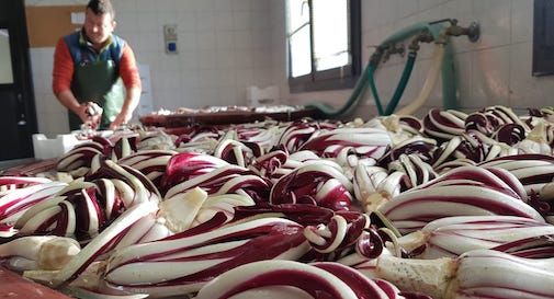 radicchio