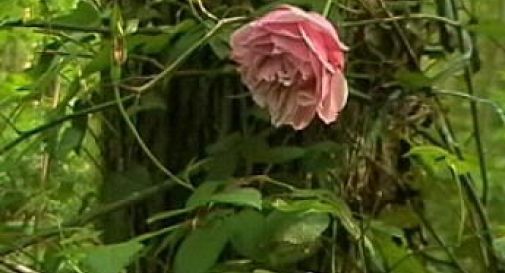 rosa lucetta