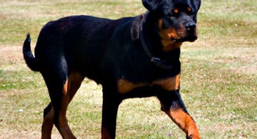 rottweiler 