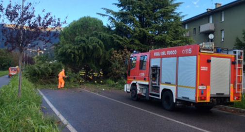 Furiose raffiche di vento sradicano alberi: traffico in tilt