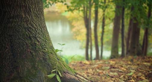 foresta del cansiglio 