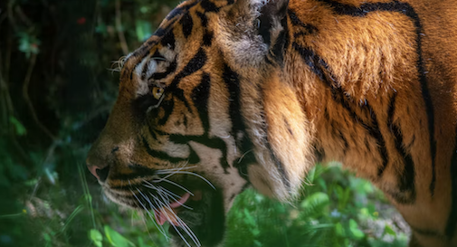 tigre