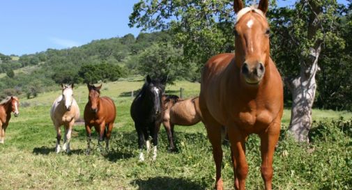 Cavalli, oche, gatti e 30 galline al Comune di Villorba