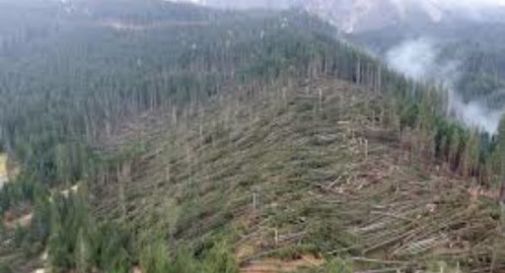 Tempesta Vaia, Zaia: