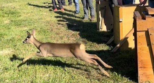 Tre giovani caprioli curati dal Cras tornano liberi nei boschi del Cansiglio - Video 