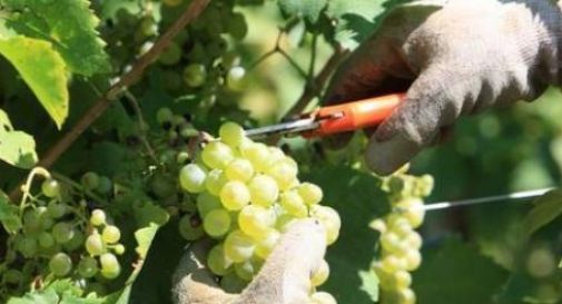 Profughi e italiani in difficoltà assunti per la vendemmia 