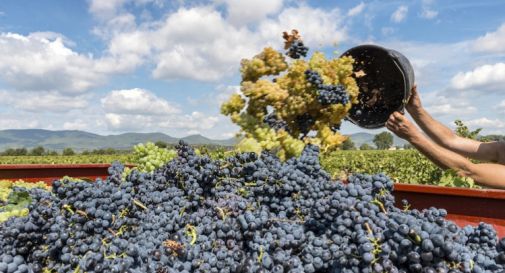 Vino, nel 2016 nella Marca prodotti oltre 5,3 milioni di quintali d'uva