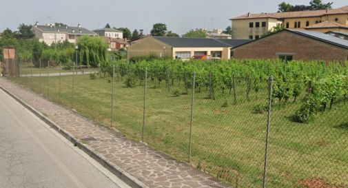 Conegliano, esce di strada con l'auto e finisce contro il vigneto