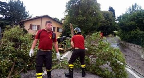 Maltempo, piante e rami caduti lungo le strade per il forte vento