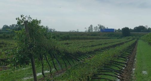 Tromba d'aria nel trevigiano, vigneti devastati e colture azzerate