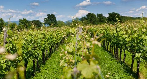 Vigneti a 50 metri dalle case, ricorso contro il comune di Pieve di Soligo