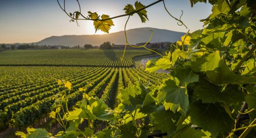 Conegliano, nuovi vigneti (e nuovi problemi) a Scomigo