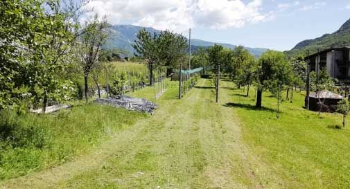 Revine Lago, vandali contro il vigneto: tranciate 75 viti