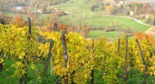 Troppa uva nei vigneti, coltivatore la vende con annuncio su Subito.it