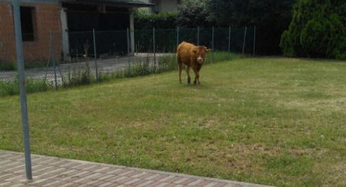 Castelfranco, allarme per un vitello in fuga