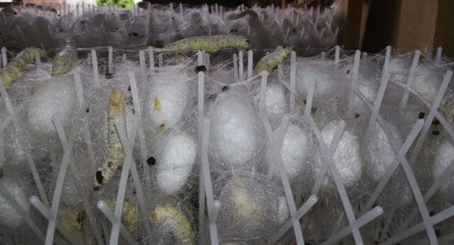 Cison, Marzia compra 10mila bachi da seta e fonda un allevamento: 