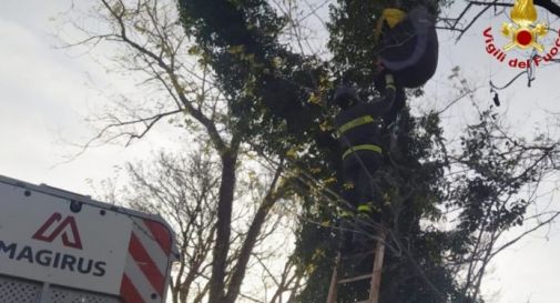 Parapendio rimane sospeso su un albero