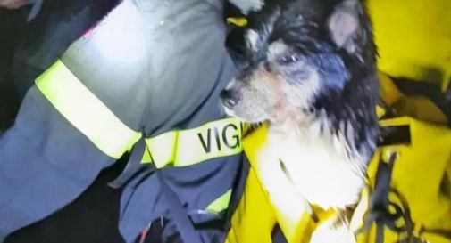 Cagnolino finisce in fondo al burrone nella notte