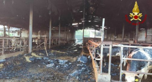 Stalla in fiamme, un ferito: ustionati 40 bovini 