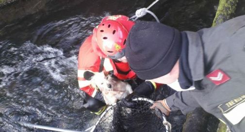 Il cagnolino finisce nel canale, scattano i soccorsi