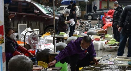 Il Covid è partito dagli animali del mercato di Wuhan: studi cancellano dubbi